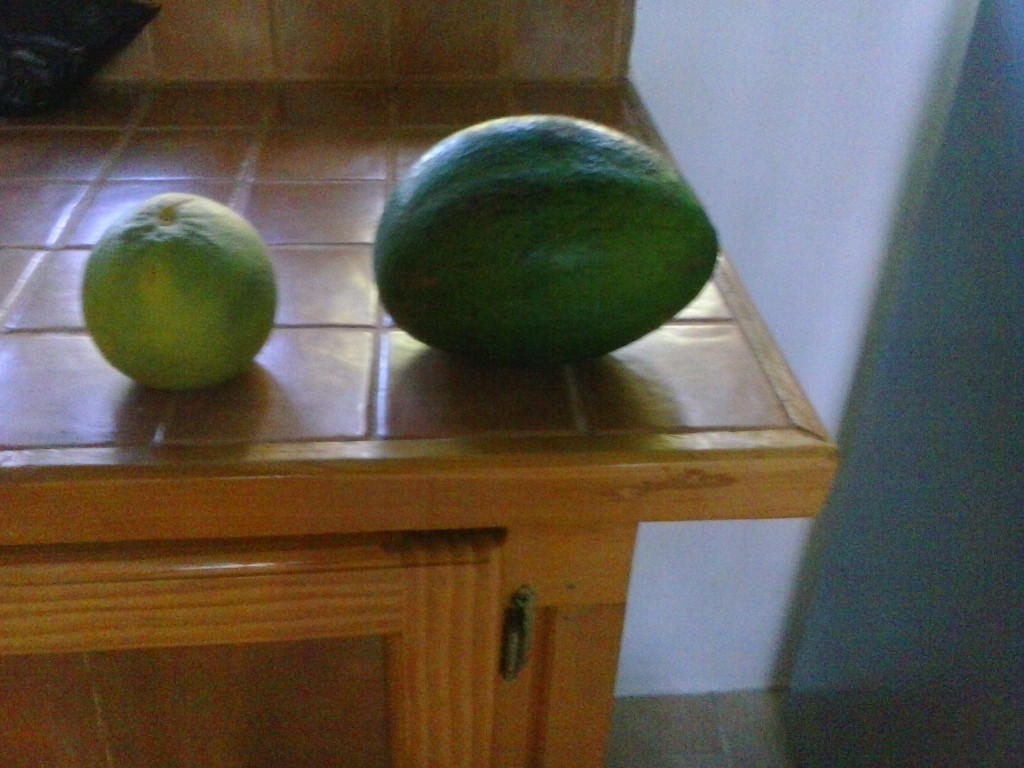 Normal Size Grapefruit with a Grenada Size Avocado. 