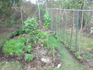 We love our West Indies garden patch.   It's fertile all year long and we enjoy it very much. 